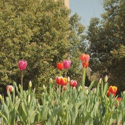 双彩网下载手机版